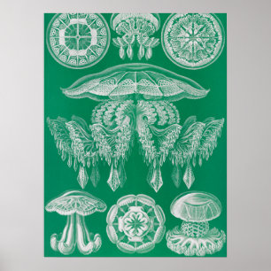 Póster Medusas, Discomedusae por Ernst Haeckel