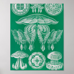Póster Medusas, Discomedusae por Ernst Haeckel