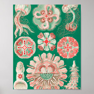 Póster Medusas, Discomedusae por Ernst Haeckel