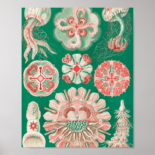Póster Medusas, Discomedusae por Ernst Haeckel (Frente)