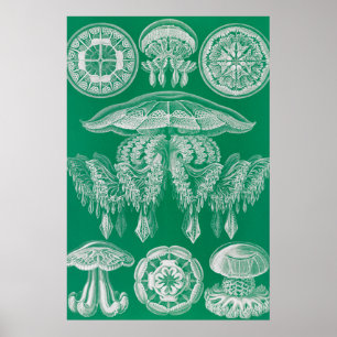 Póster Medusas, Discomedusae por Ernst Haeckel