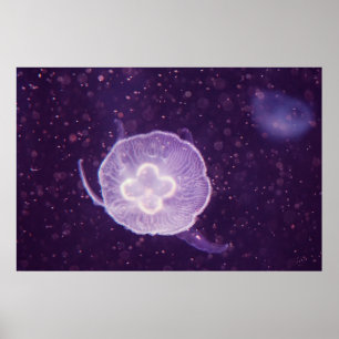 Póster Medusas nadando