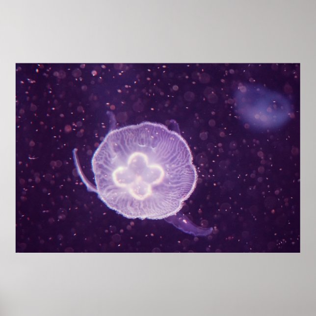 Póster Medusas nadando (Frente)