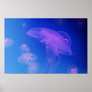 Póster Medusas rosadas en agua azul