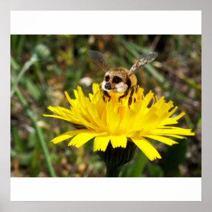 Póster Meerbee poster
