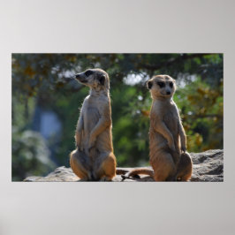 Póster Meercat