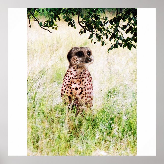 Póster Meercheetah poster (Frente)