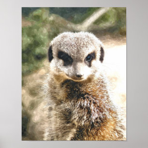 PÓSTER MEERKAT