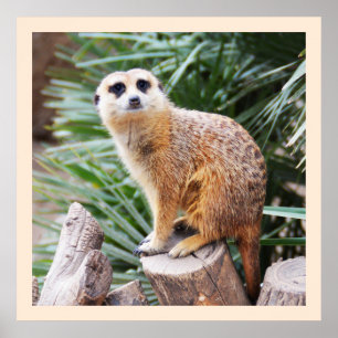 Póster Meerkat