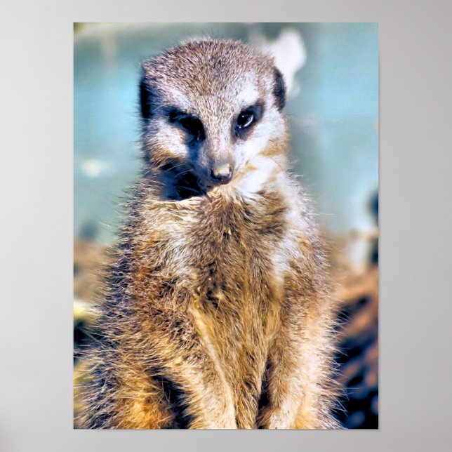 PÓSTER MEERKAT (Frente)