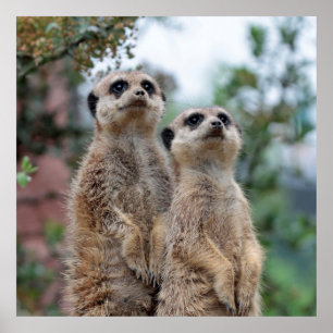 Póster Meerkat 013
