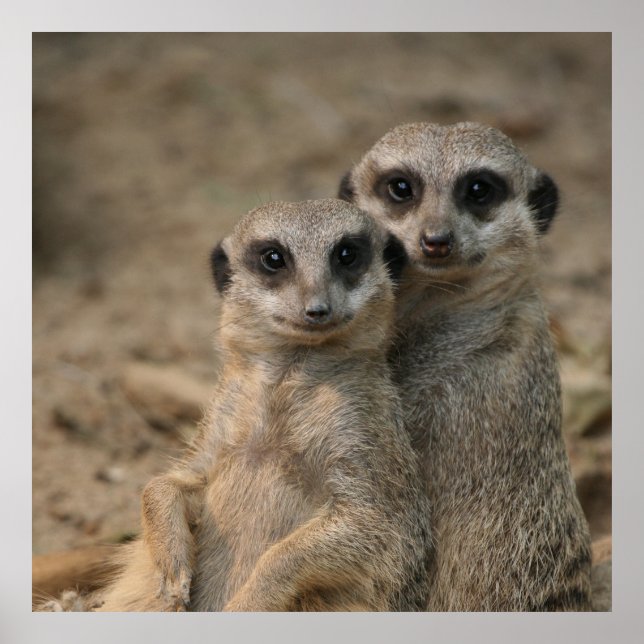 Póster Meerkat 090 (Frente)