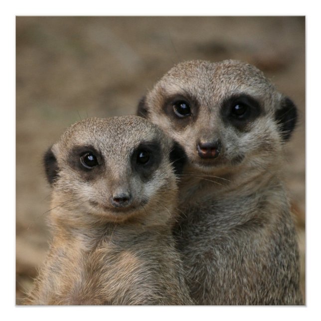 Póster Meerkat 098 (Anverso)