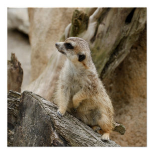 Póster Meerkat 2014-1001