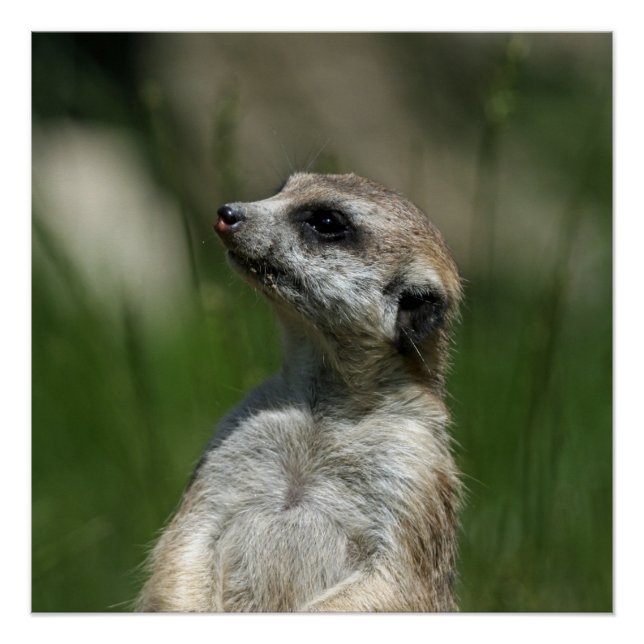 Póster Meerkat_2014_1006 (Anverso)