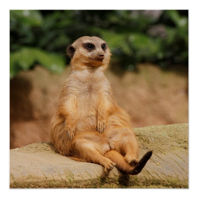 Póster Meerkat_2015_0110 (Anverso)