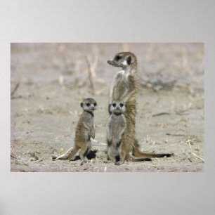 Póster Meerkat Baby Sitter Y Pups (Suricata Suricata)