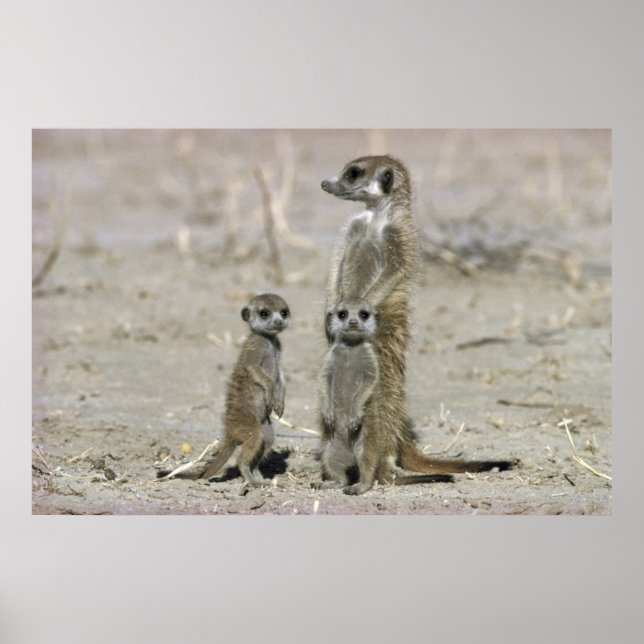 Póster Meerkat Baby Sitter Y Pups (Suricata Suricata) (Frente)