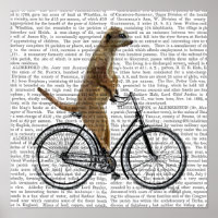 Meerkat en bicicleta