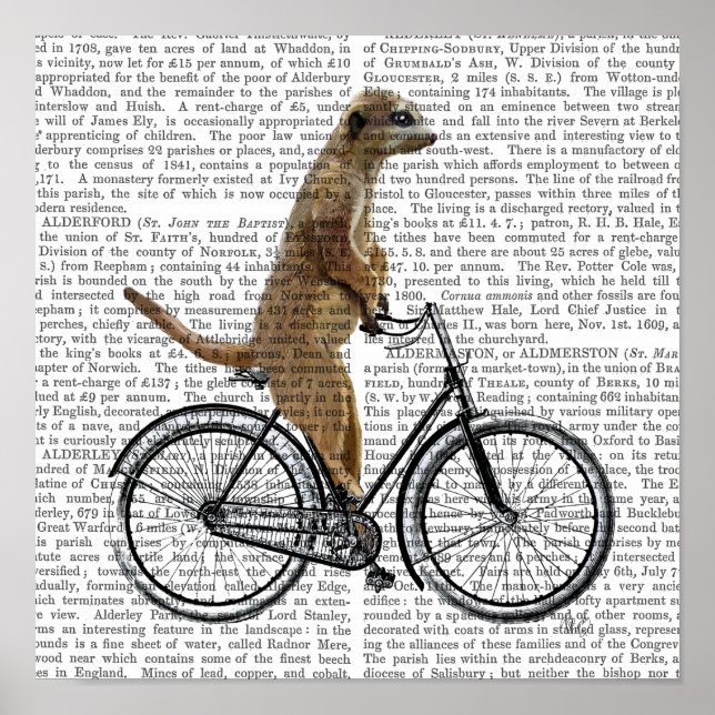Póster Meerkat en bicicleta (Frente)