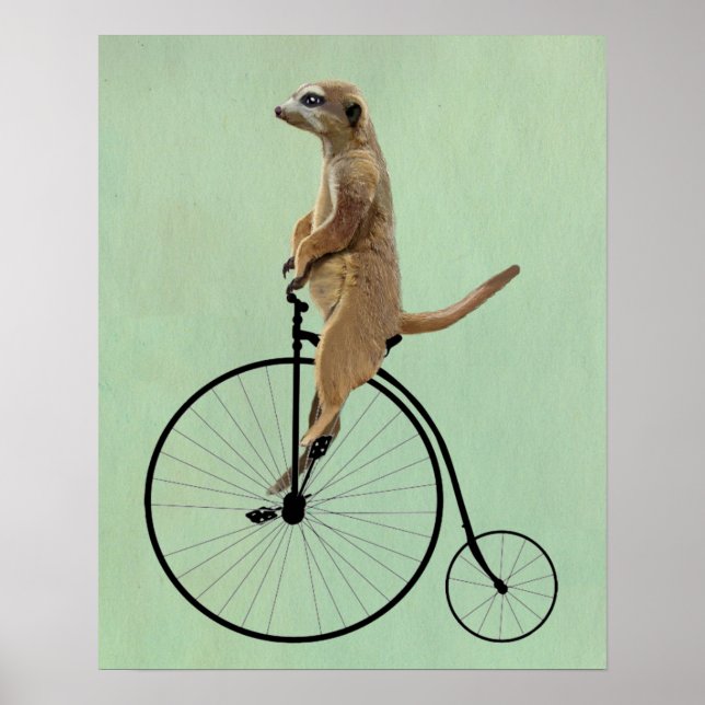 Póster Meerkat en Black Penny Farthing (Frente)