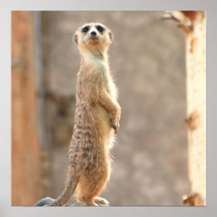 Póster Meerkat en el poster de la atención