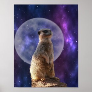Póster Meerkat En El Reloj Nocturno, Poster De Pared