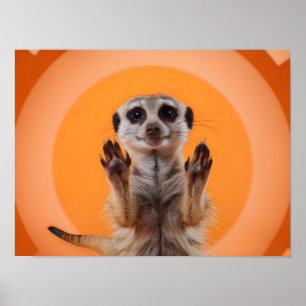 Póster Meerkat Making Stop Gesture