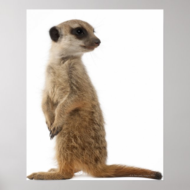 Póster Meerkat o Suricate - Suricata suricatta (Frente)