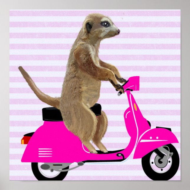 Póster Meerkat on Pink Moped (Frente)