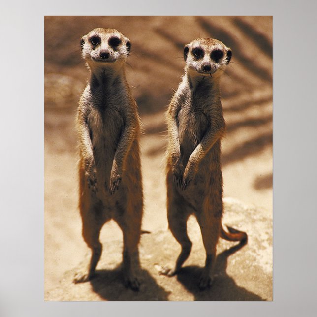 Póster Meerkat Poster (Frente)