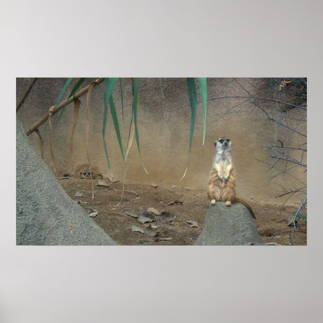 Póster Meerkat Poster (Frente)