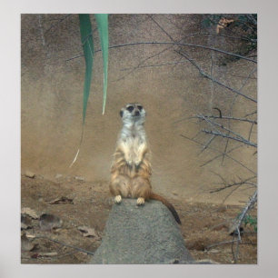 Póster Meerkat Poster