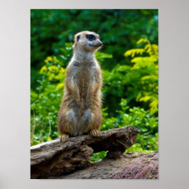 Póster Meerkat Poster
