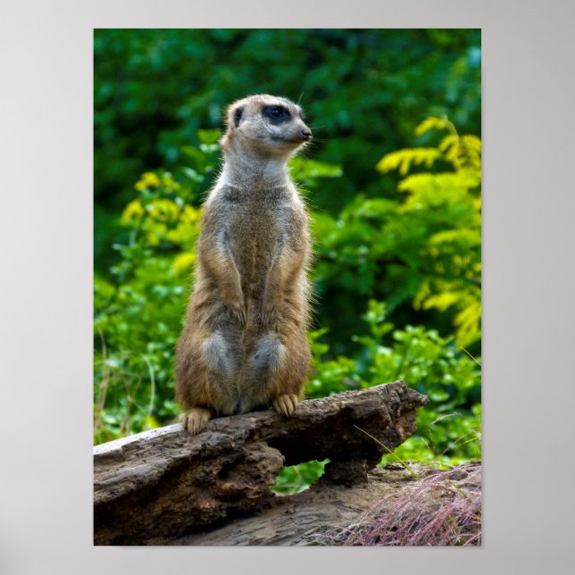 Póster Meerkat Poster (Frente)