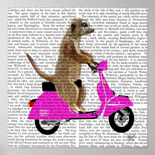 Póster Meerkat sobre el ciclomotor rosado (Frente)
