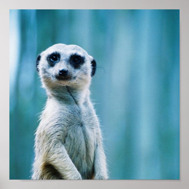 Póster Meerkat Staredown - Poster (Frente)