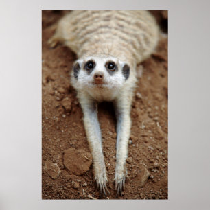 Póster Meerkat (Suricata Suricatta) Cooling Down