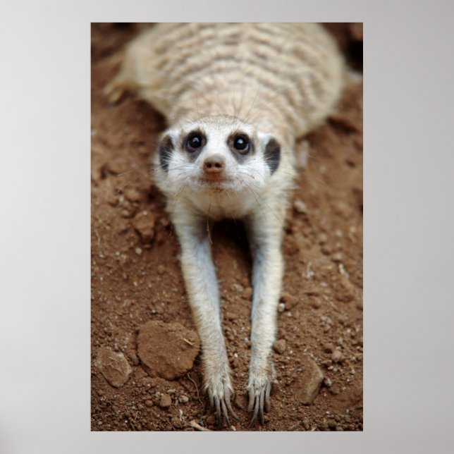 Póster Meerkat (Suricata Suricatta) Cooling Down (Frente)