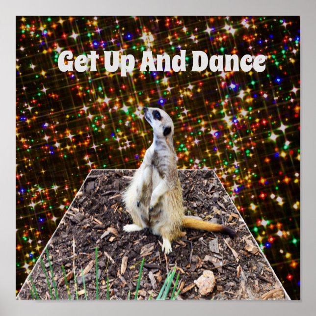 Póster Meerkat Twinkle Stars, Poster (Frente)
