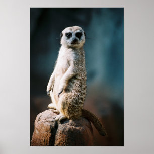 Póster Meerkat Watch - Poster