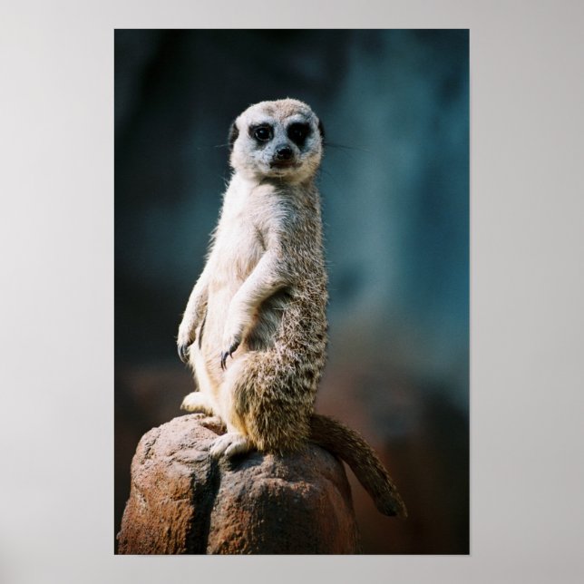 Póster Meerkat Watch - Poster (Frente)