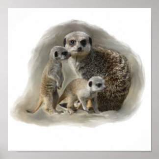 Póster meerkats