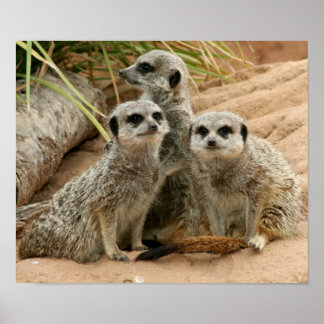 Póster Meerkats en la mira