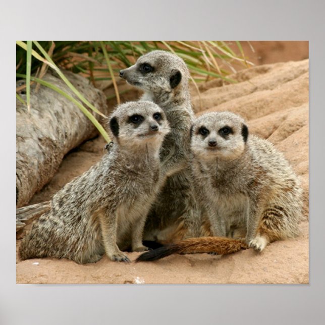 Póster Meerkats en la mira (Frente)