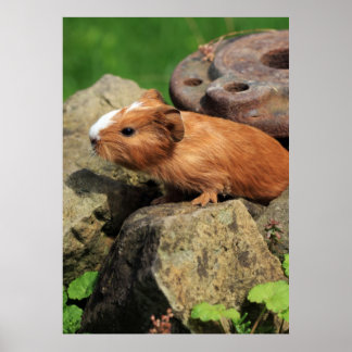 Póster Meerschweinchen