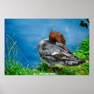 Póster Meganser Duck