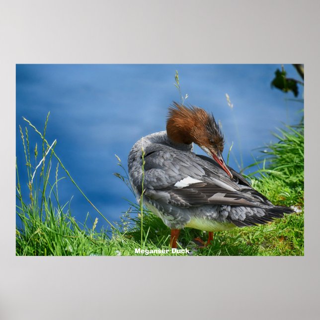 Póster Meganser Duck (Frente)