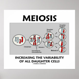 Póster Meiosis Aumento de la variabilidad de todas las cé