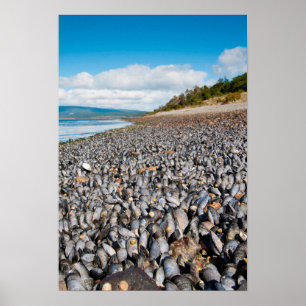 Póster Mejillones a lo largo de la costa en Patagonia, Ar